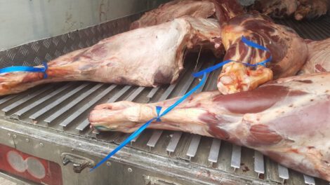 carne en descomposición encontrada en un vehículo