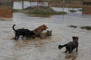 Jaurías de perros en Oruro generan preocupación por seguridad ciudadana