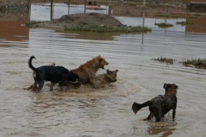 Jaurías de perros en Oruro generan preocupación por seguridad ciudadana