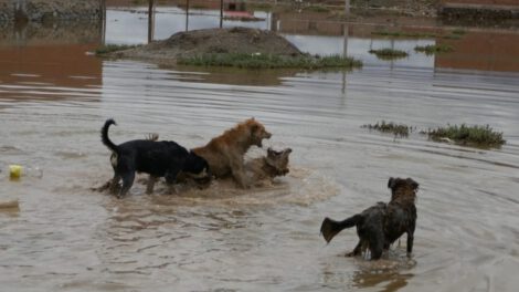 Jaurías de perros en Oruro generan preocupación por seguridad ciudadana