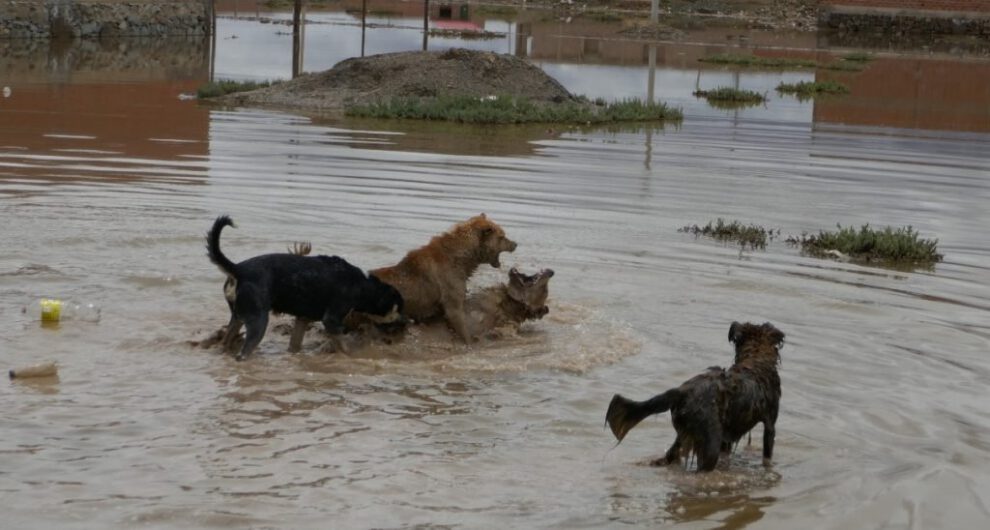 Jaurías de perros en Oruro generan preocupación por seguridad ciudadana