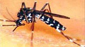 Aumento del mosquito tigre en Lisboa y Faro