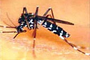 Aumento del mosquito tigre en Lisboa y Faro