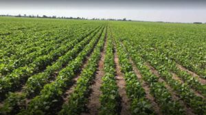 Justicia en Bolivia no protege a productores agropecuarios
