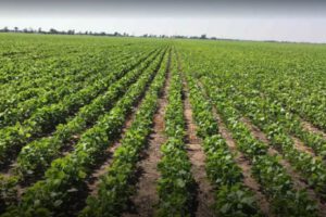 Justicia en Bolivia no protege a productores agropecuarios