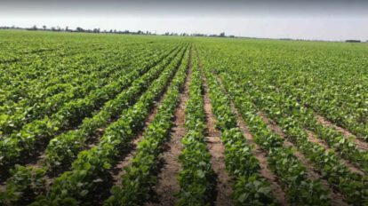 Justicia en Bolivia no protege a productores agropecuarios