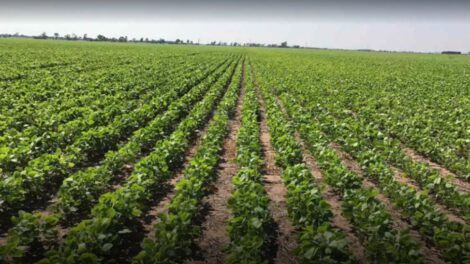 Justicia en Bolivia no protege a productores agropecuarios