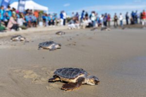 Conservación de tortugas marinas en Panamá