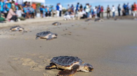 Conservación de tortugas marinas en Panamá