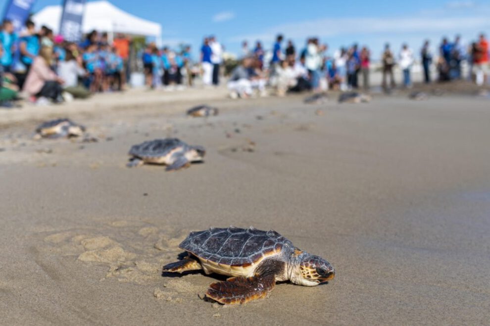 Conservación de tortugas marinas en Panamá