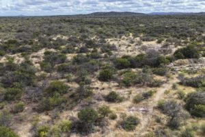 COP16 líderes empresariales abordando la desertificación