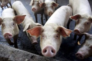 Crisis de granos en el sector pecuario