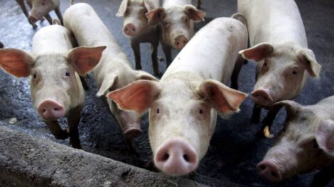 Crisis de granos en el sector pecuario