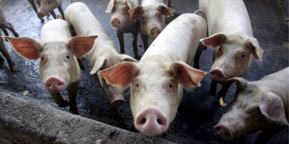 Crisis de granos en el sector pecuario