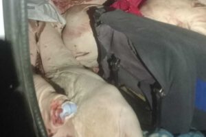 Incautación de carne porcina de contrabando valorada en más de Bs 30.000