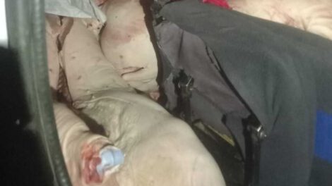Incautación de carne porcina de contrabando valorada en más de Bs 30.000
