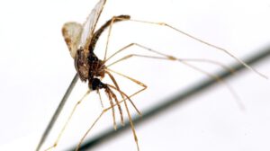 Malaria en América: 342 muertes en 2023, un descenso del 61,8% desde el año 2000