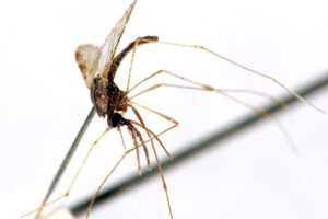 Malaria en América: 342 muertes en 2023, un descenso del 61,8% desde el año 2000