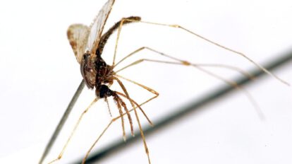 Malaria en América: 342 muertes en 2023, un descenso del 61,8% desde el año 2000