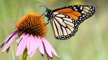 Mariposa monarca en peligro de extinción