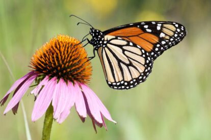 Mariposa monarca en peligro de extinción