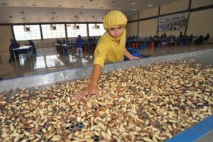 Bolivia se convierte en el primer exportador mundial de castaña