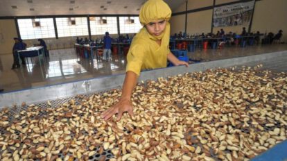 Bolivia se convierte en el primer exportador mundial de castaña