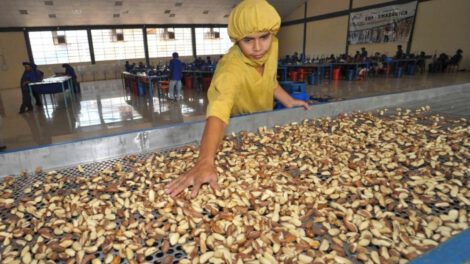 Bolivia se convierte en el primer exportador mundial de castaña