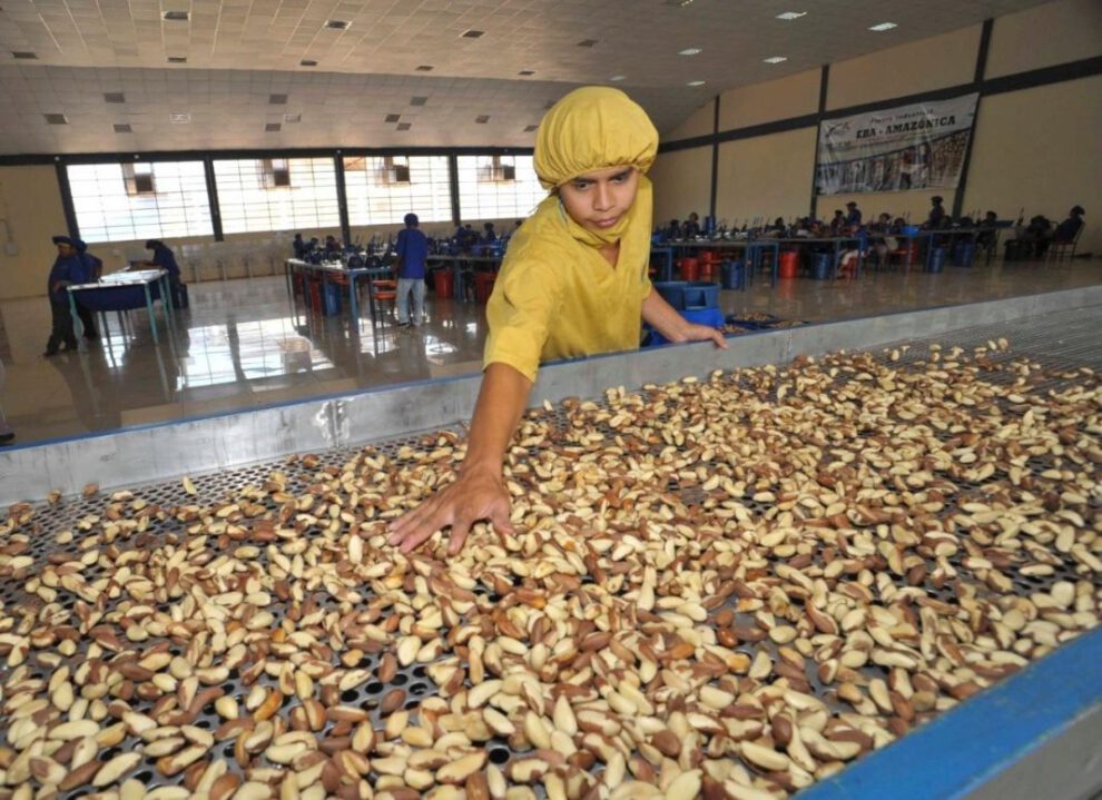 Bolivia se convierte en el primer exportador mundial de castaña