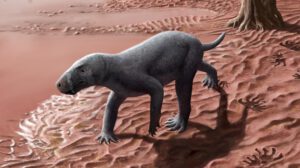 Gorgonopsio más antiguo descubierto en Mallorca