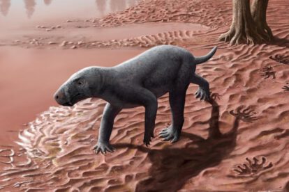 Gorgonopsio más antiguo descubierto en Mallorca