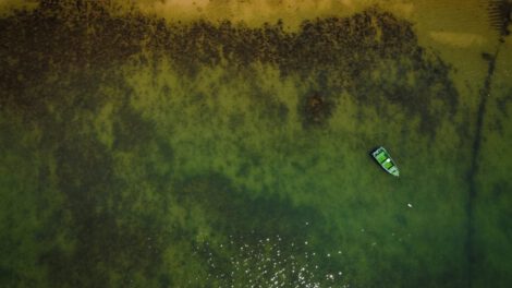 Patrones universales en arrecifes de coral