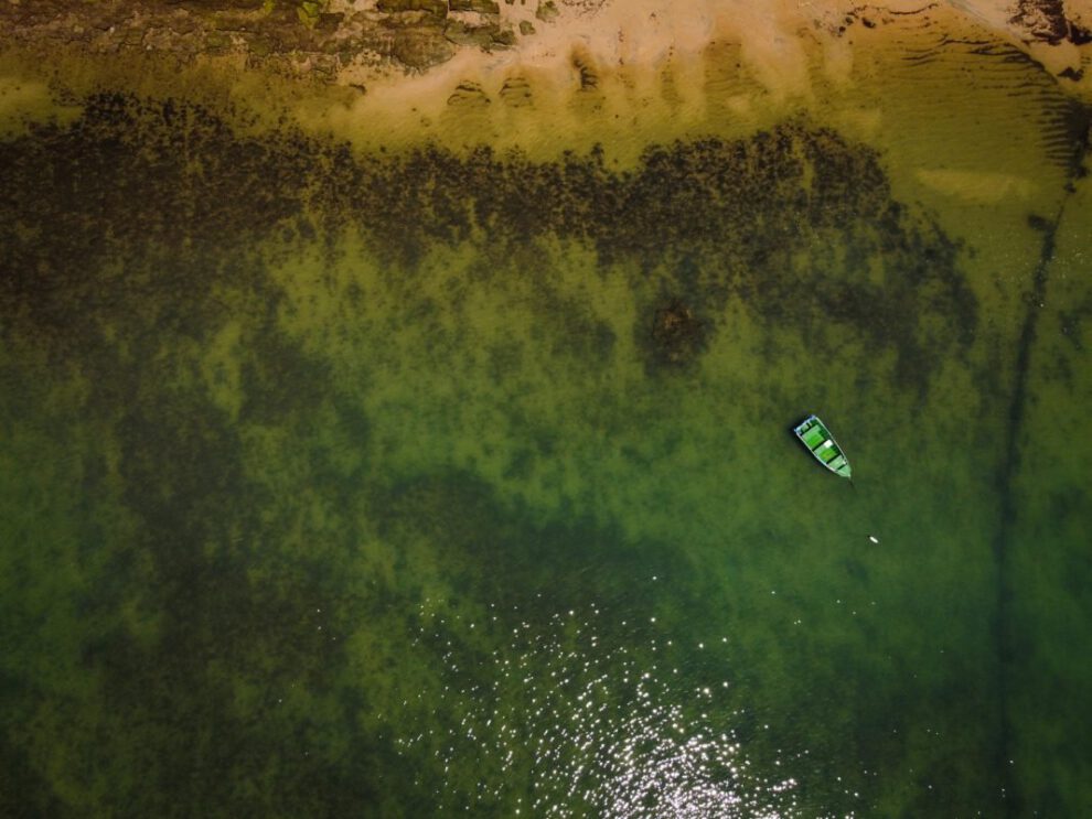 Patrones universales en arrecifes de coral
