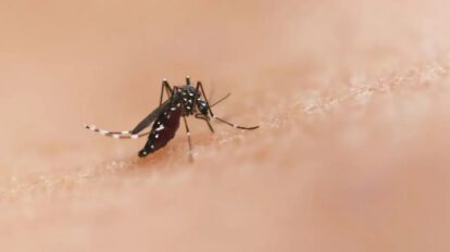 La Gobernación informa sobre el primer caso de chikungunya registrado este año en Santa Cruz