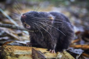 Fotografía de un ratón anfibio descubierto en Perú
