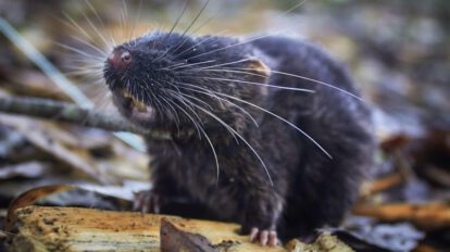 Fotografía de un ratón anfibio descubierto en Perú