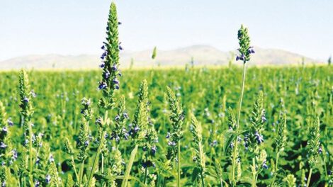 Exportación de chía boliviana