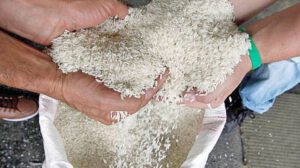 Abastecimiento de arroz garantizado hasta febrero de 2025