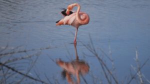 Disminución de flamingos en Galápagos