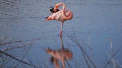 Disminución de flamingos en Galápagos