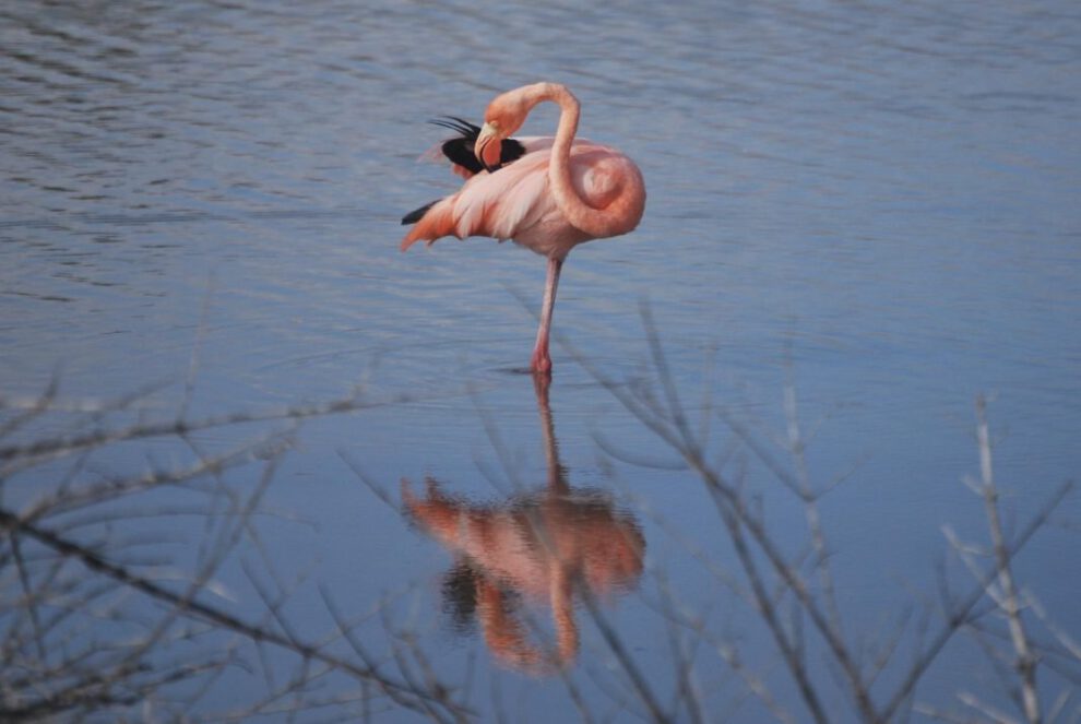 Disminución de flamingos en Galápagos