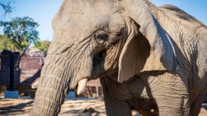 Yoyo elefanta africana más longeva del mundo