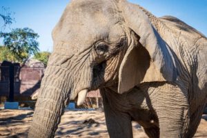 Yoyo elefanta africana más longeva del mundo