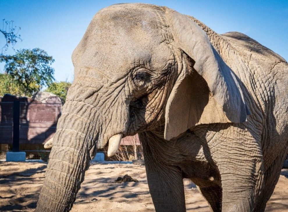 Yoyo elefanta africana más longeva del mundo