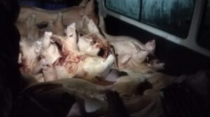 Decomisan carne de cerdo cerca de la frontera con Perú