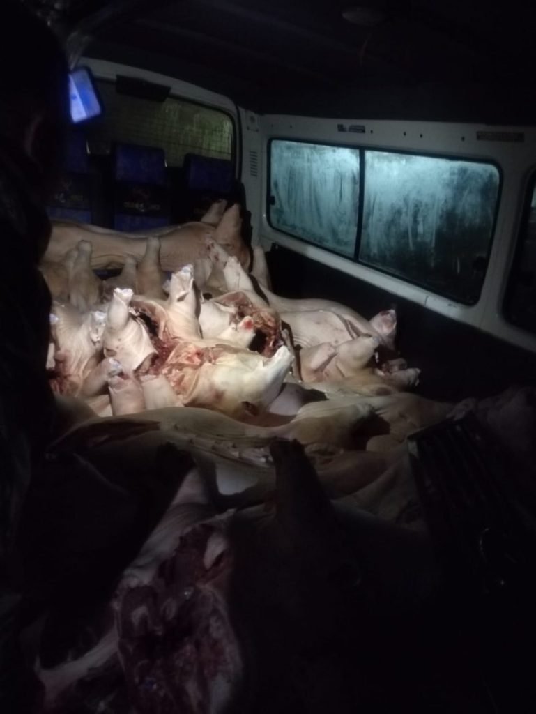 Decomisan carne de cerdo cerca de la frontera con Perú