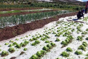 Cultivos agrícolas dañados en Potosí por granizada