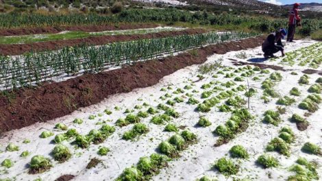 Cultivos agrícolas dañados en Potosí por granizada
