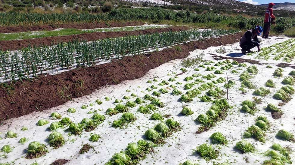 Cultivos agrícolas dañados en Potosí por granizada