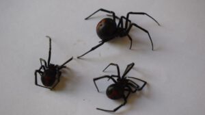 Picaduras de viudas negras en Oruro